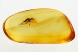 Fossil Fungus Gnat (Mycetophilidae) In Baltic Amber - Jewelry Quality #273374-1